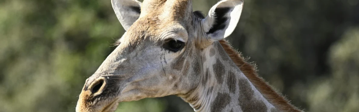 Best Wildlife Watching Spots in El Portal for Nature Lovers