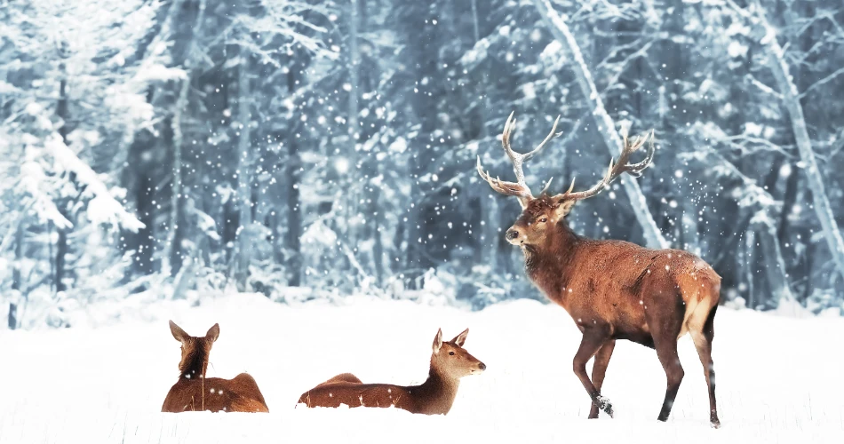 Best Wildlife Watching Spots in El Portal for Nature Lovers