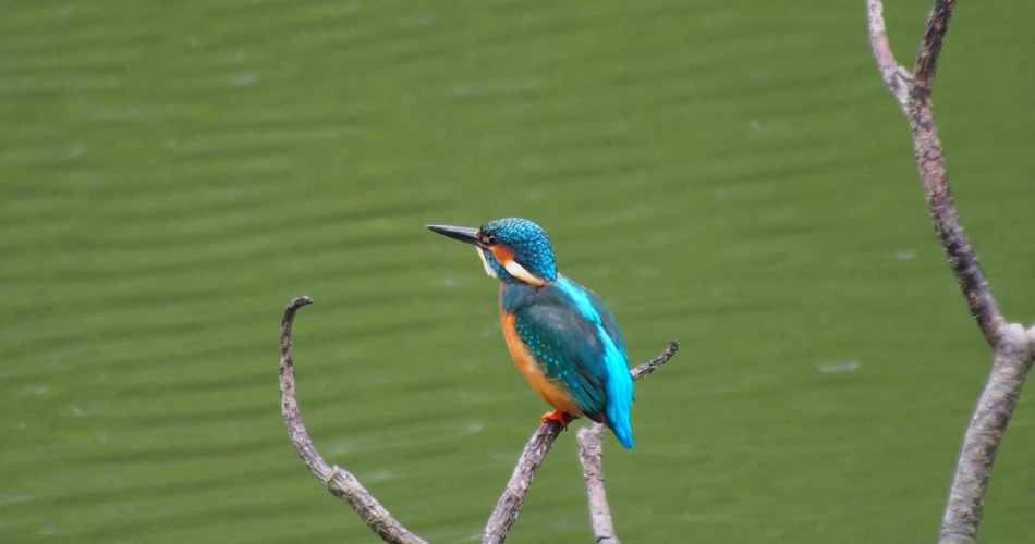 Best Wildlife Watching Spots in El Portal for Nature Lovers