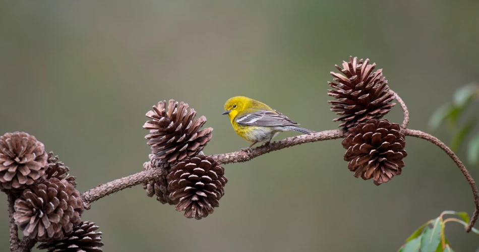 Best Wildlife Watching Spots in El Portal for Nature Lovers